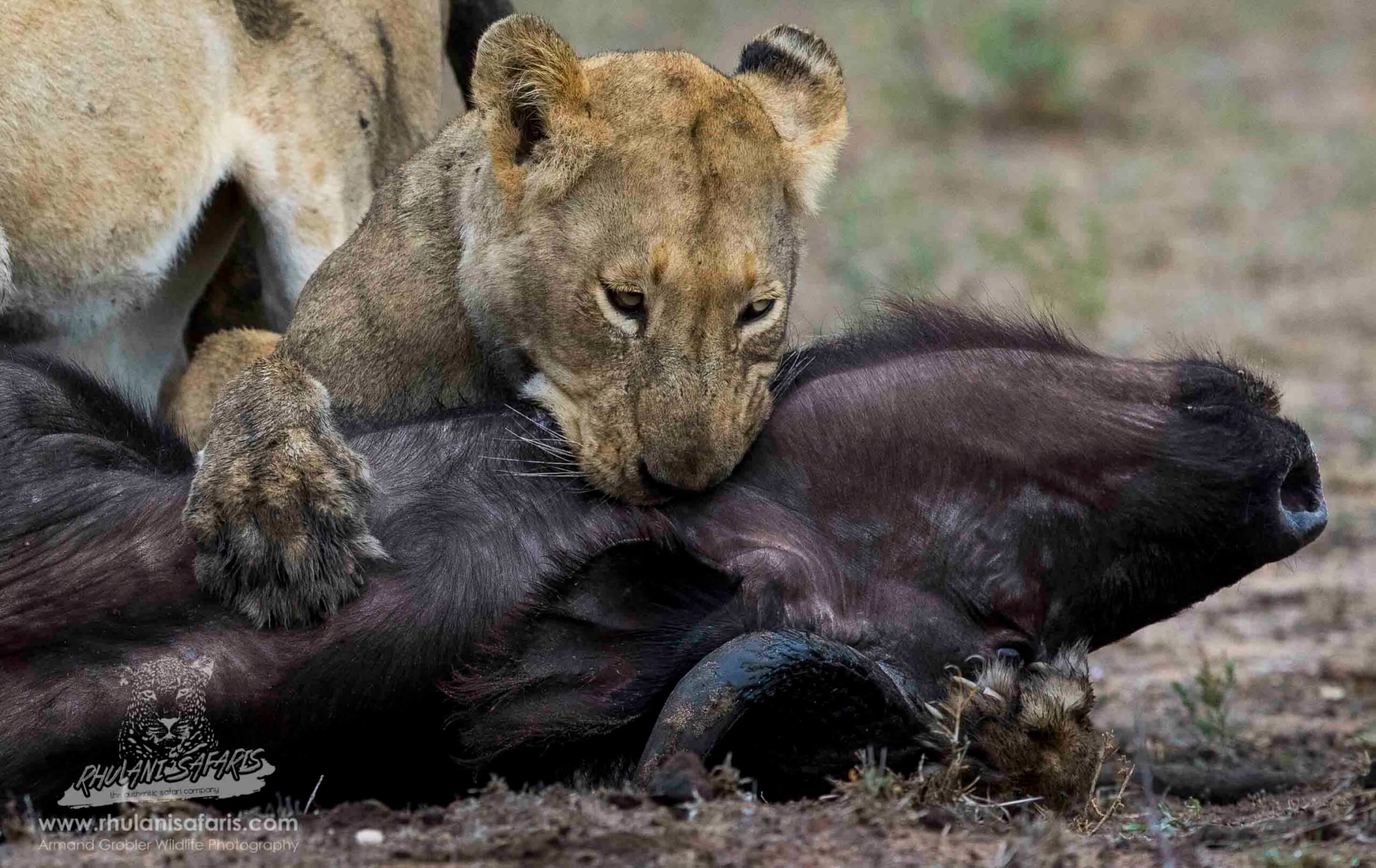 best-big-cat-safaris-gallery-61 Lion eating