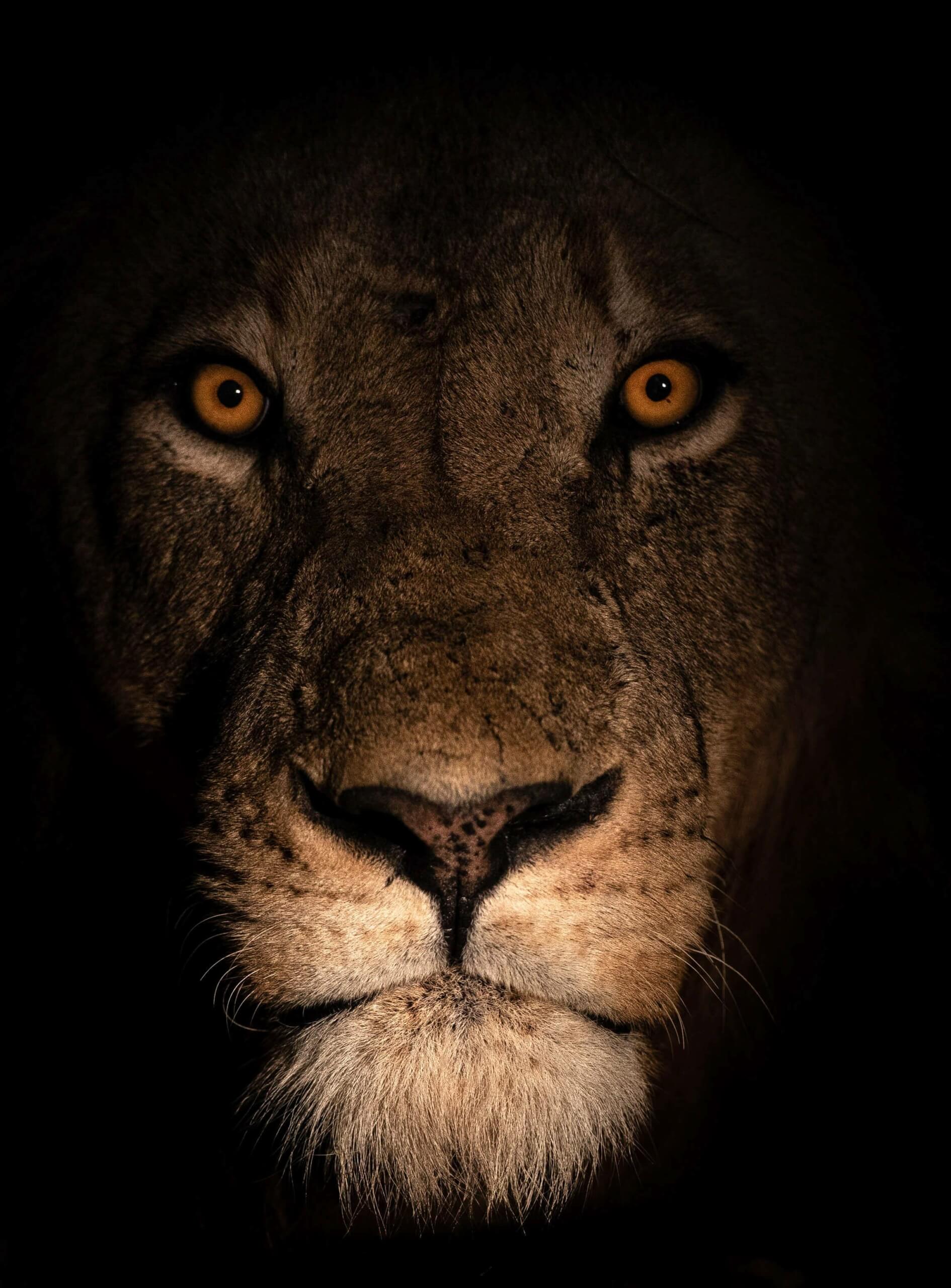 Lion Dark Portrait