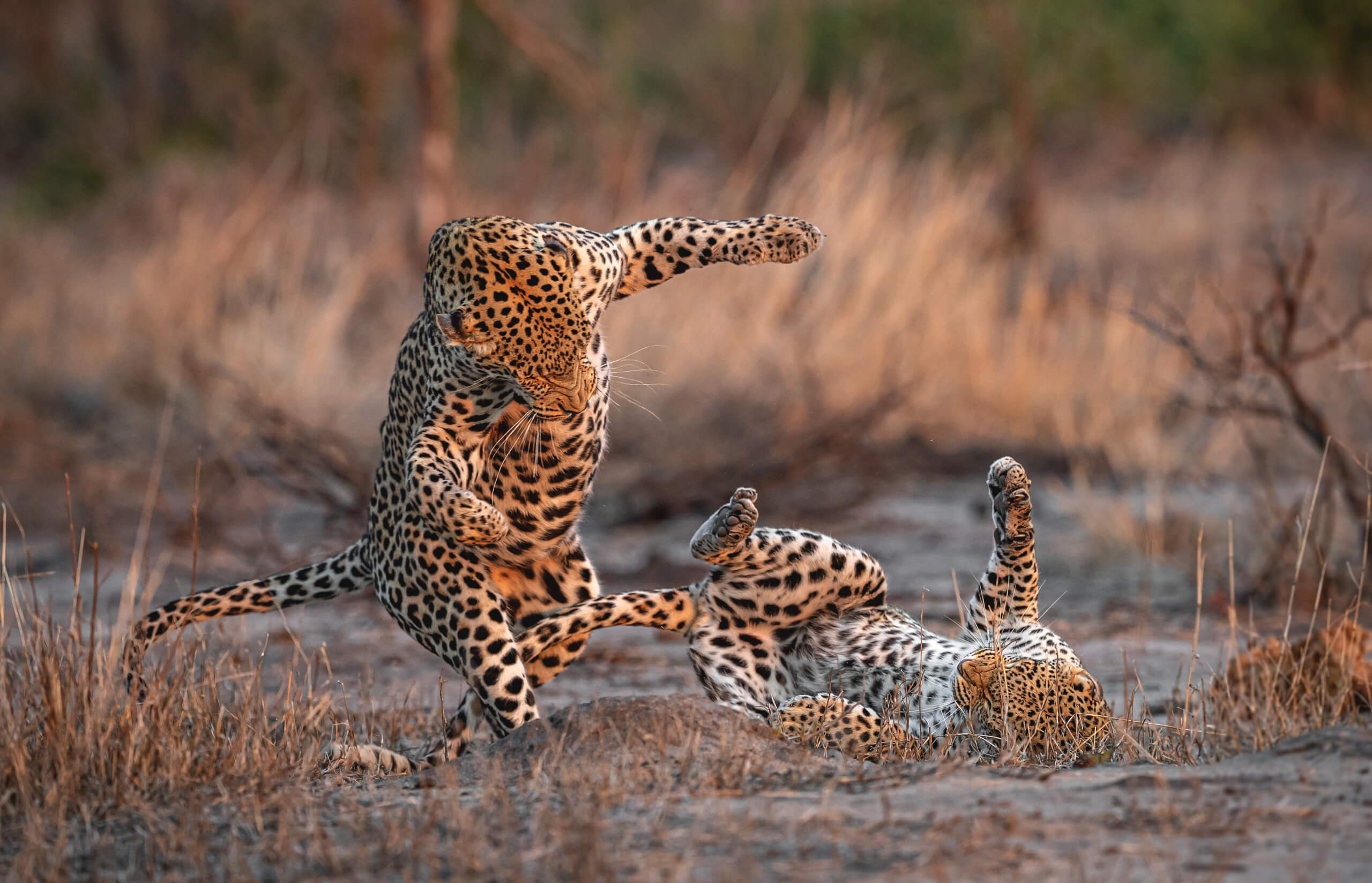 DANGEROUS AFFAIR