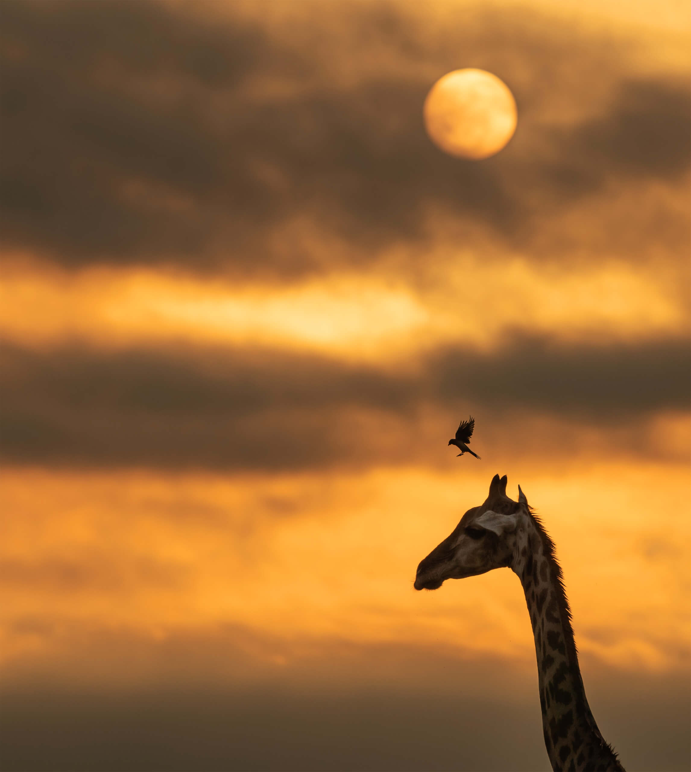 giraffe and bird photograph
