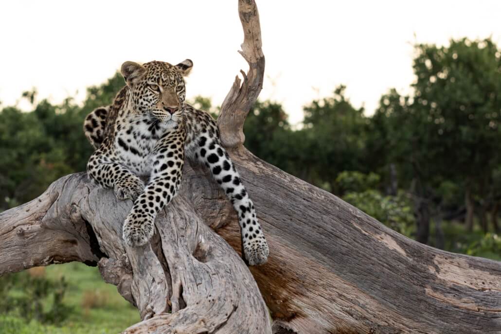 Photo Safaris
