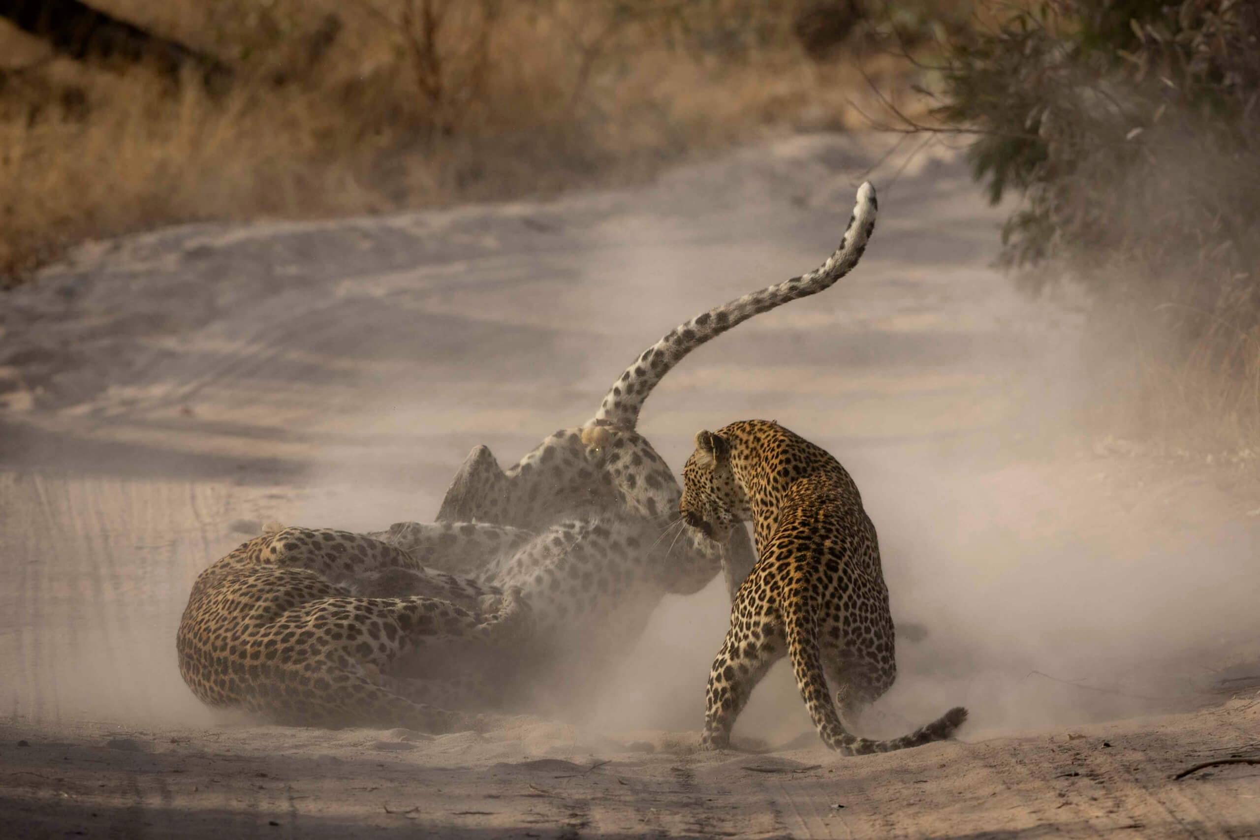 Fatal Leopard Encounter with Armand Grobler in the Sabi Sands ...