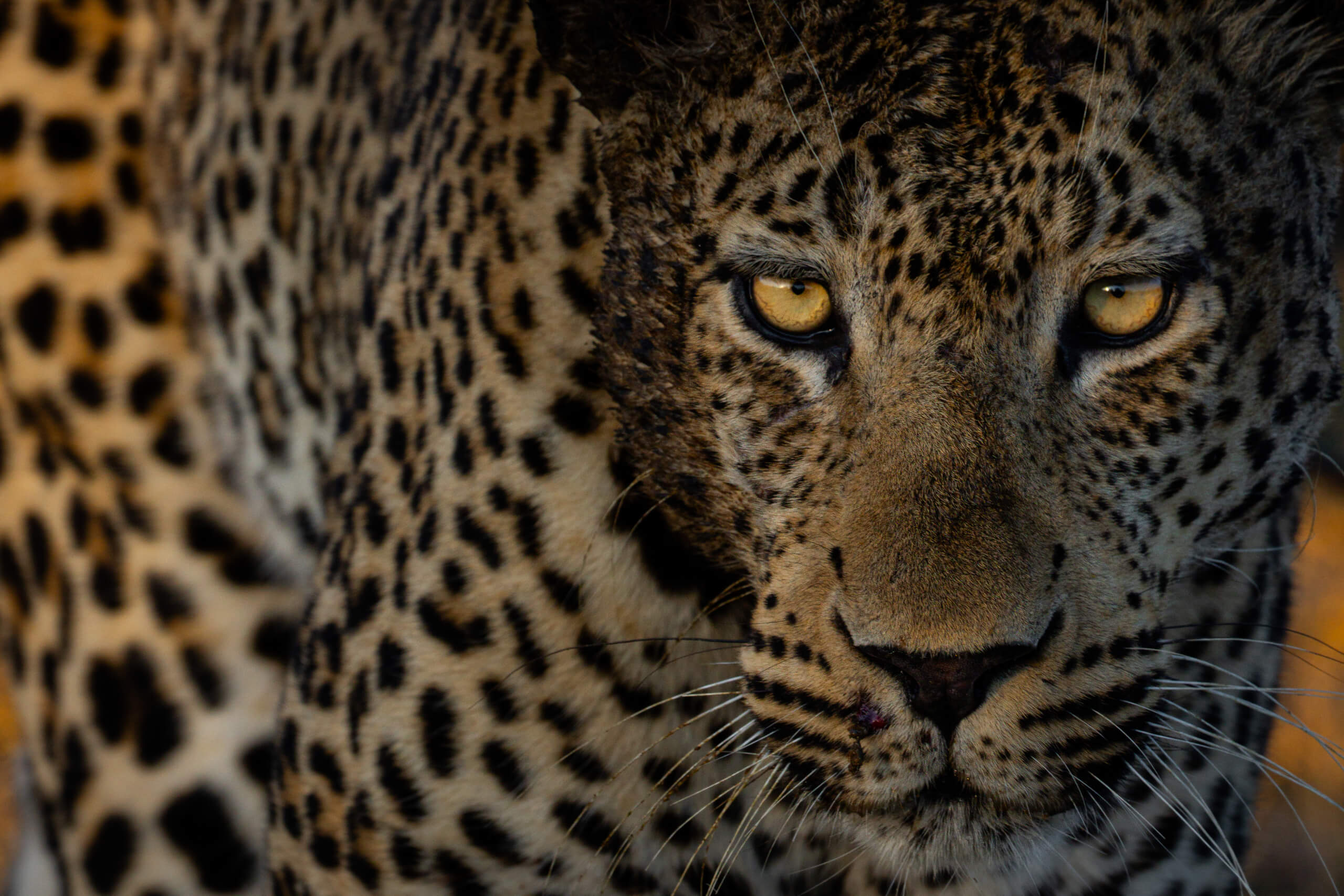 Eden: Soul of Africa - Coffee Table Book - Image 7