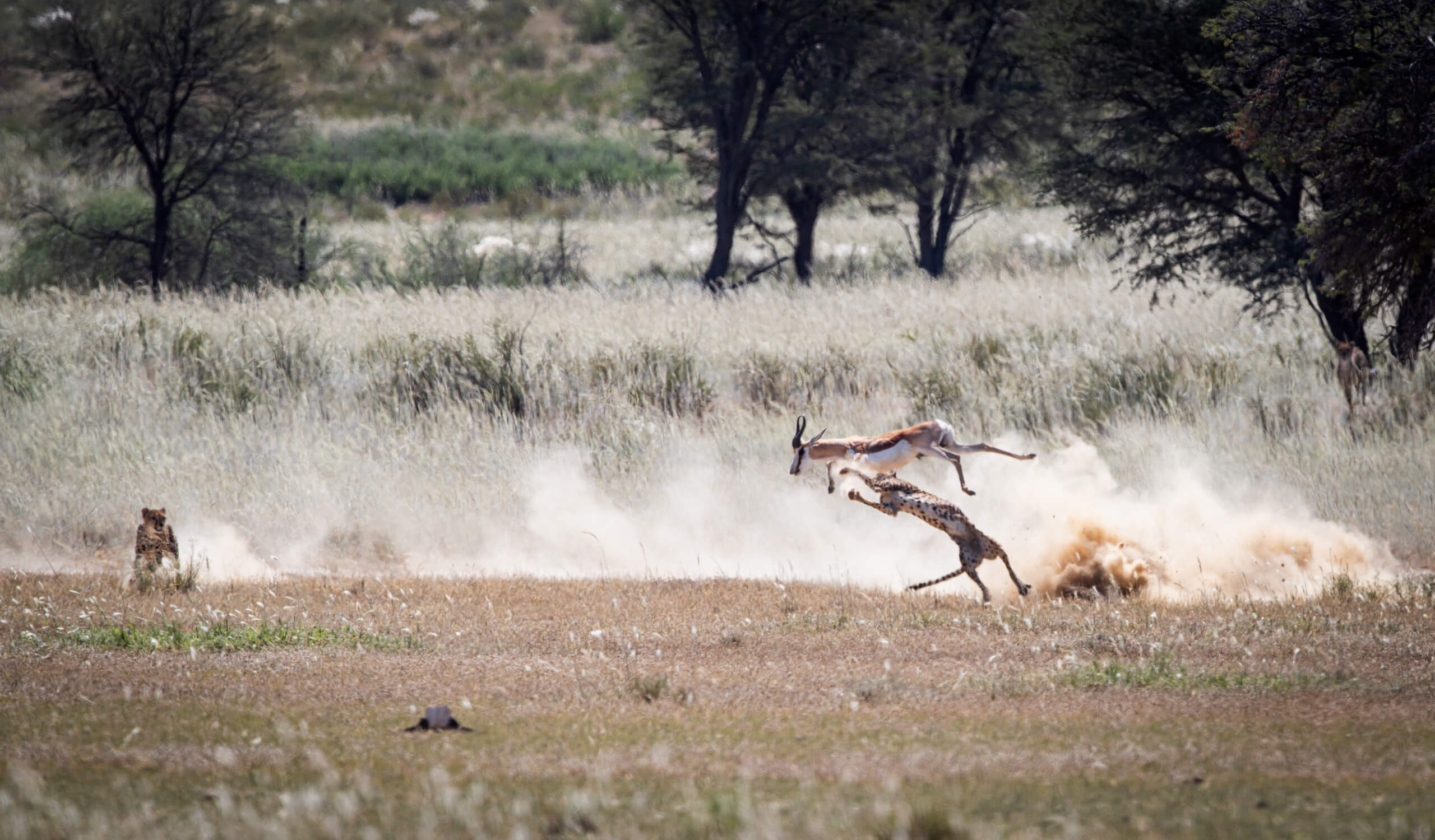 Eden: Soul of Africa - Coffee Table Book - Image 3
