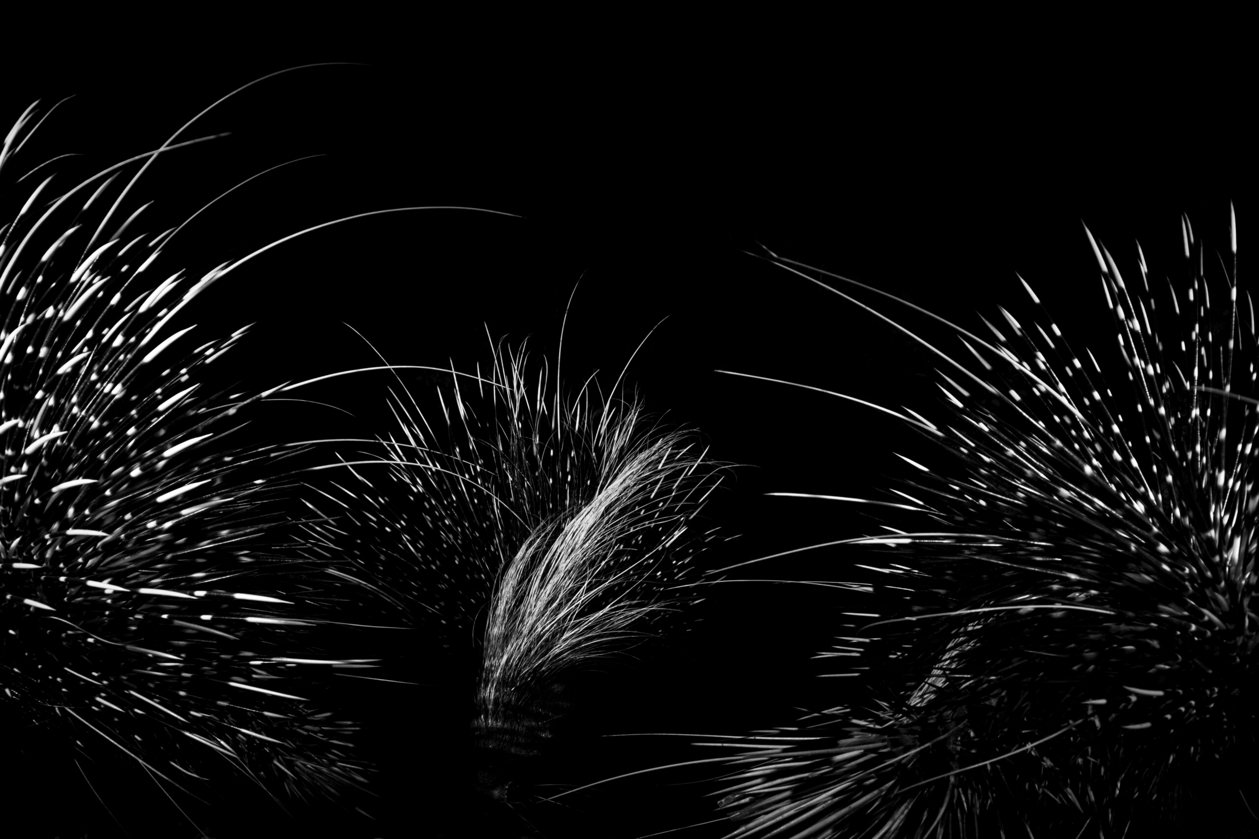 Eden: Soul of Africa - Coffee Table Book - Image 8