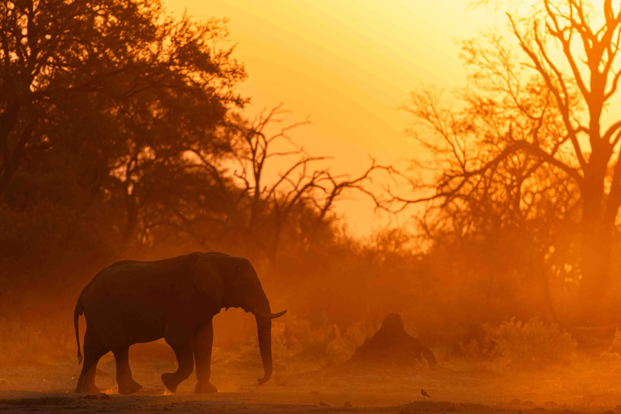 Eden: Soul of Africa - Coffee Table Book - Image 20