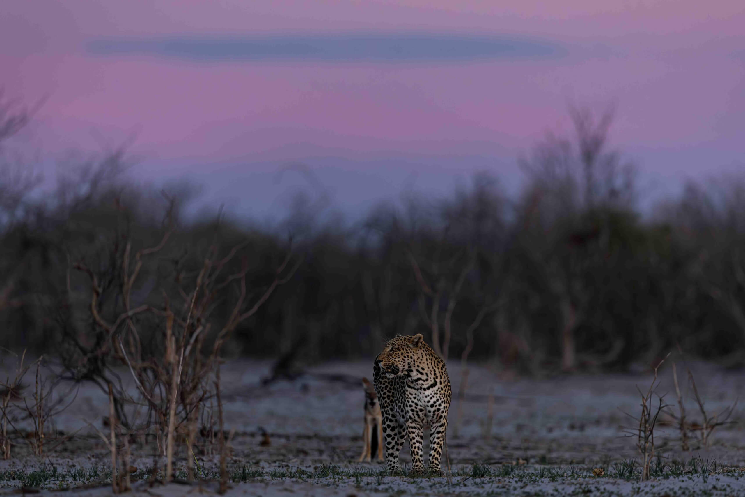 Eden: Soul of Africa - Coffee Table Book - Image 15