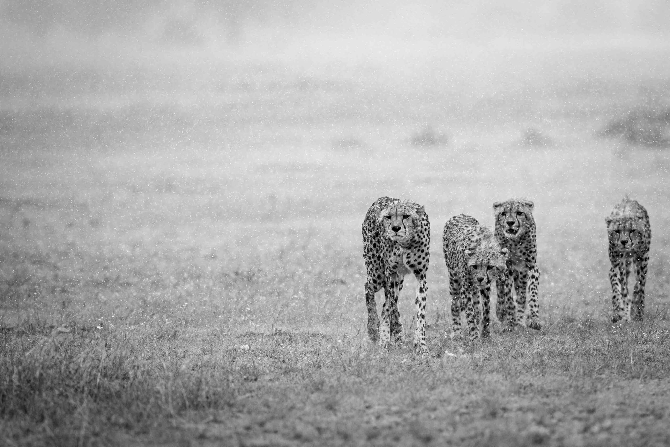 Eden: Soul of Africa - Coffee Table Book - Image 16