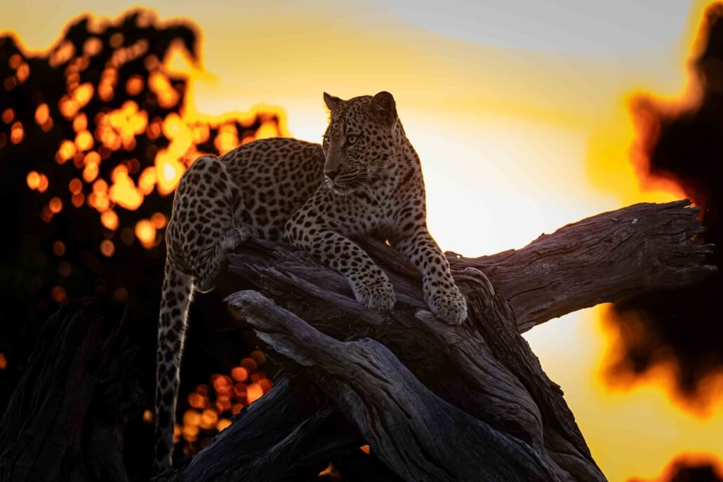 Leopard Sunset