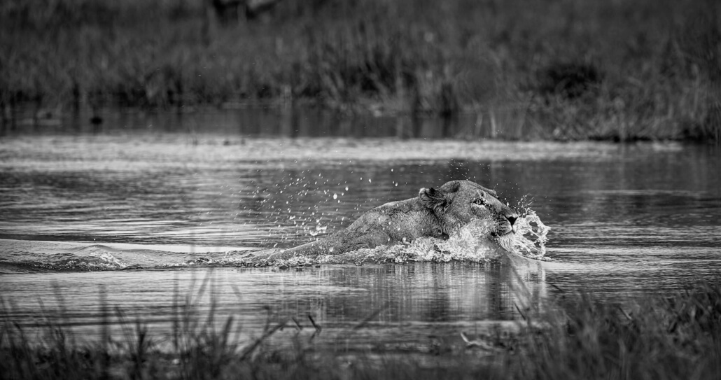 Lioness crossing river