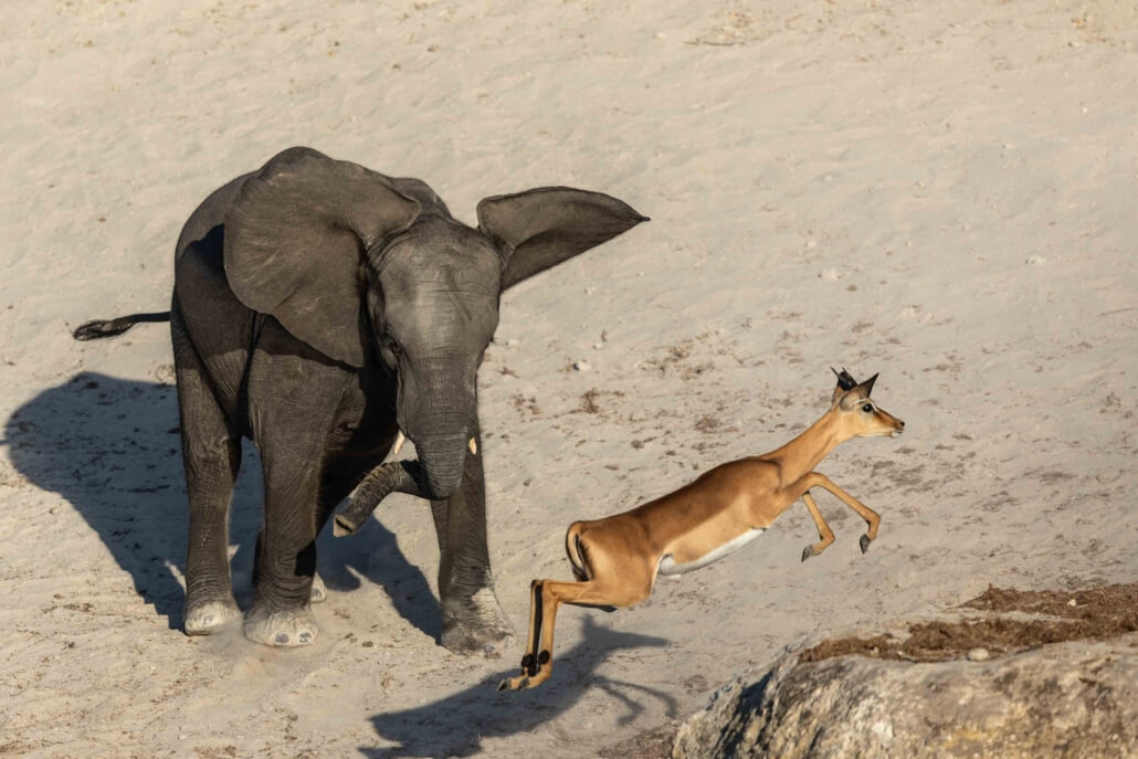 Elephant Charge