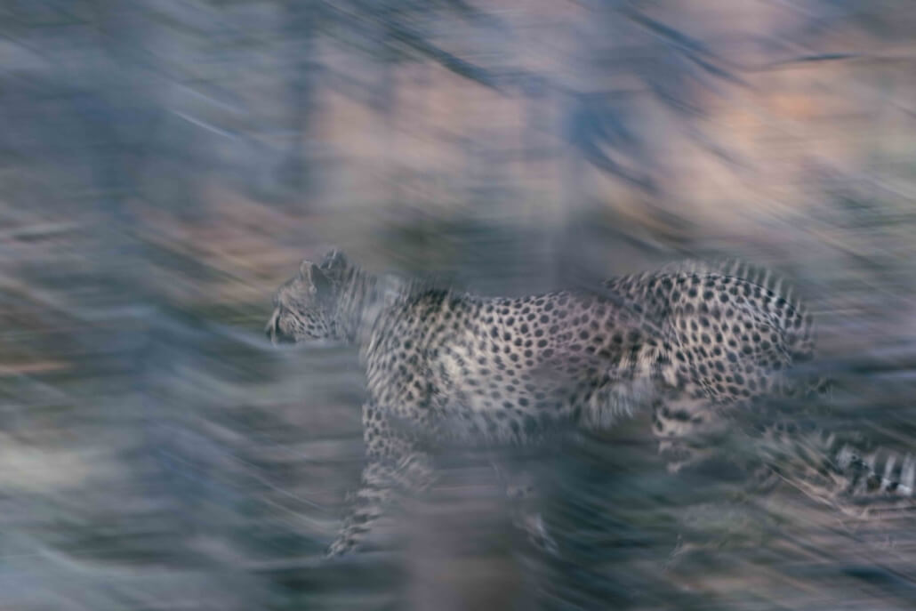 Cheetah Panning