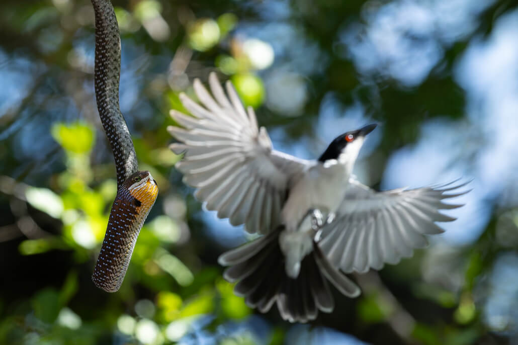 Snake and Bird Attack
