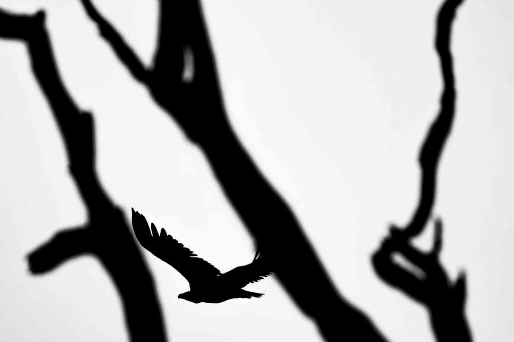 Birding_OkavangoDelta_Canon_C50_RhulaniPhotoFilm