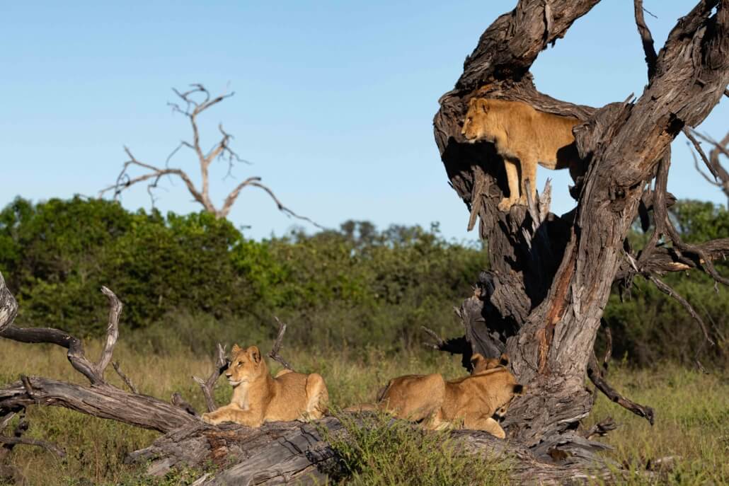 Lions_OkavangoDelta_Canon_C50_RhulaniPhotoFilm