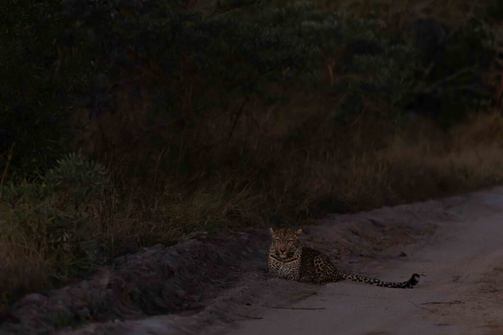 Leopard_Hunting_Canon_C50_RhulaniPhotoFilm