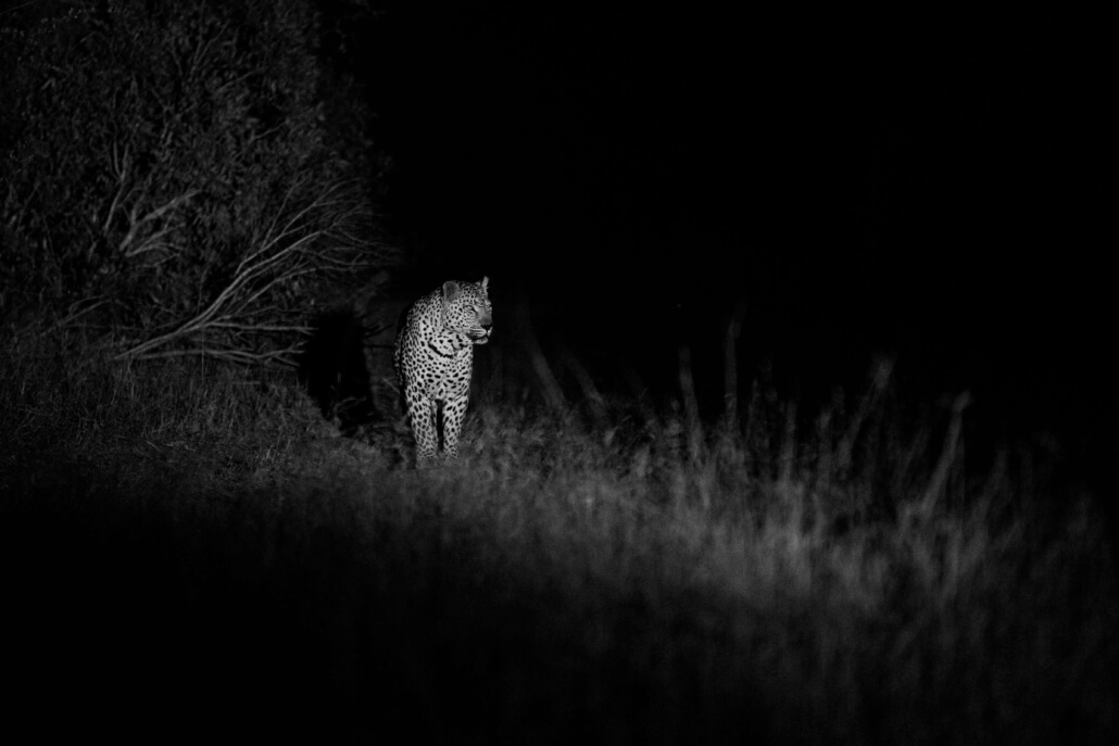 Leopard_Male_Canon_C50_RhulaniPhotoFilm