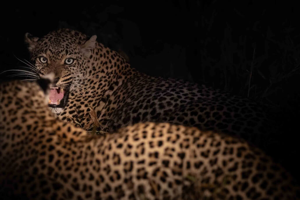 Leopards_Cub_Fight_Canon_C50_RhulaniPhotoFillm