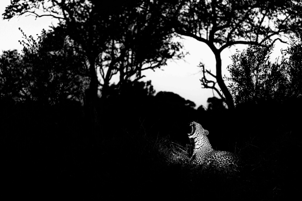 Leopard_Yawn_SabiSands_Canon_C50_RhulaniPhotoFilm