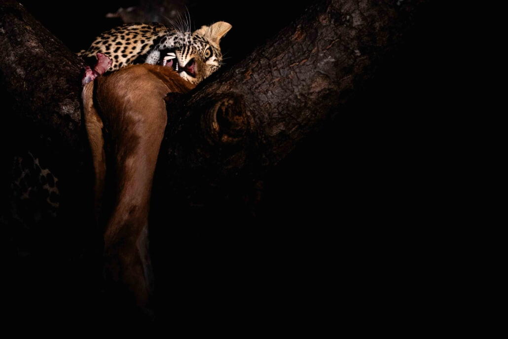 Leopard_SabiSands_Canon_C50_RhulaniPhotoFilm