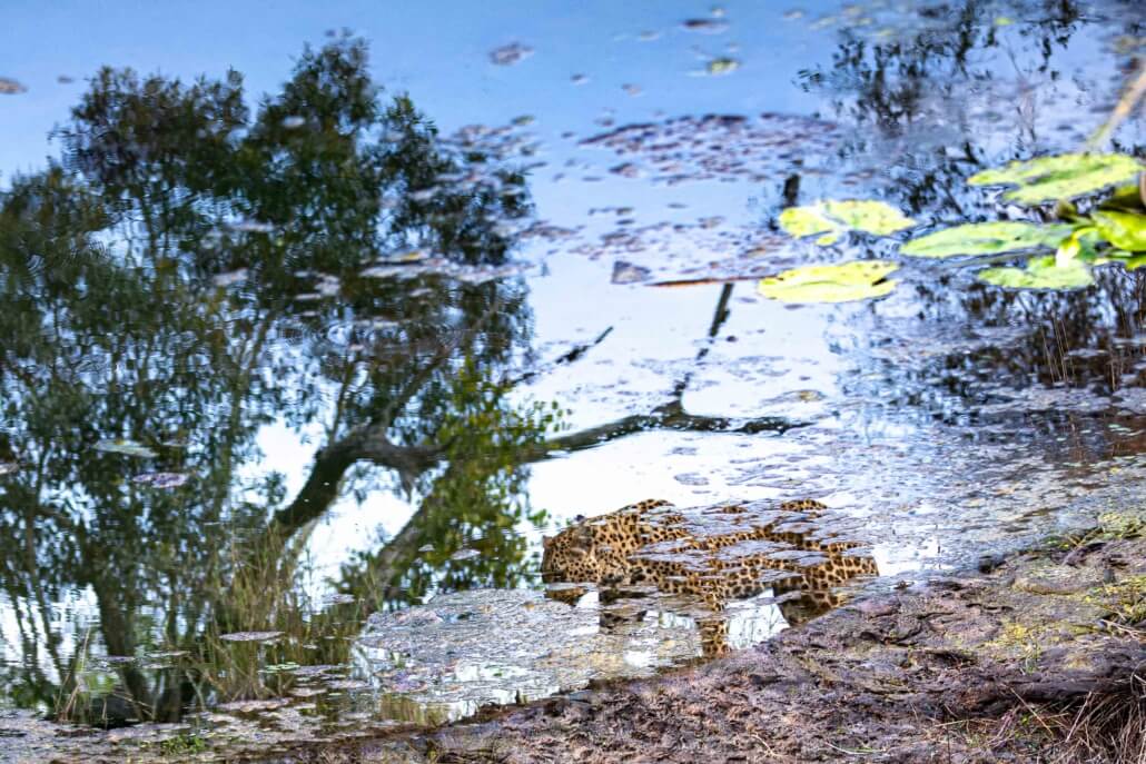 Leopard_Reflection_Canon_C50_RhulaniPhotoFilm