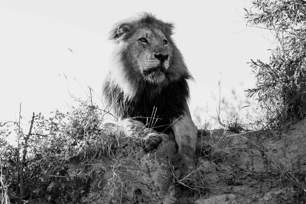 Lion_Canon_C50_RhulaniPhotoFilm