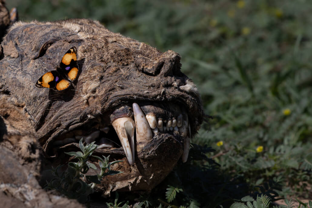 Butterfly on Lion Skull
