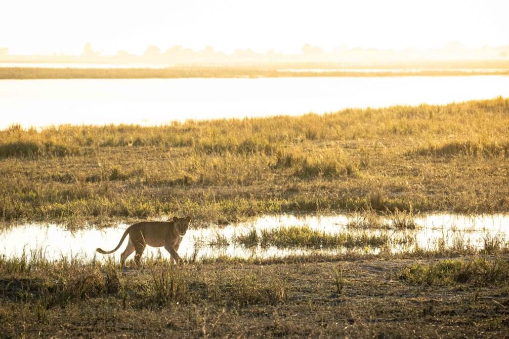 Lioness on Chobe River