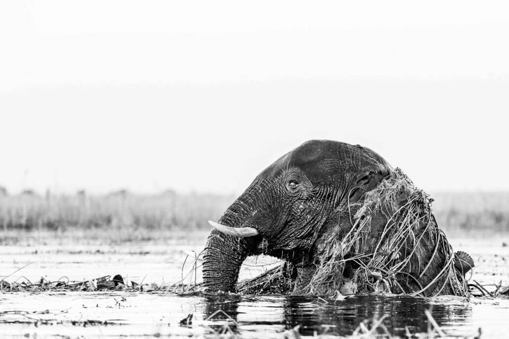Elephant in Chobe
