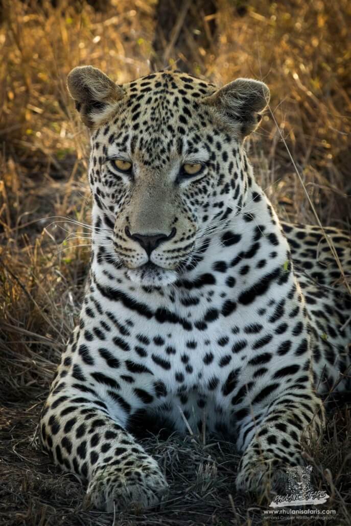Super-telephoto leopard image